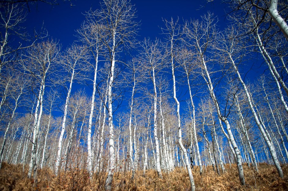 Johnny and Amber Howe Wedding. Sundance Resort, Utah.