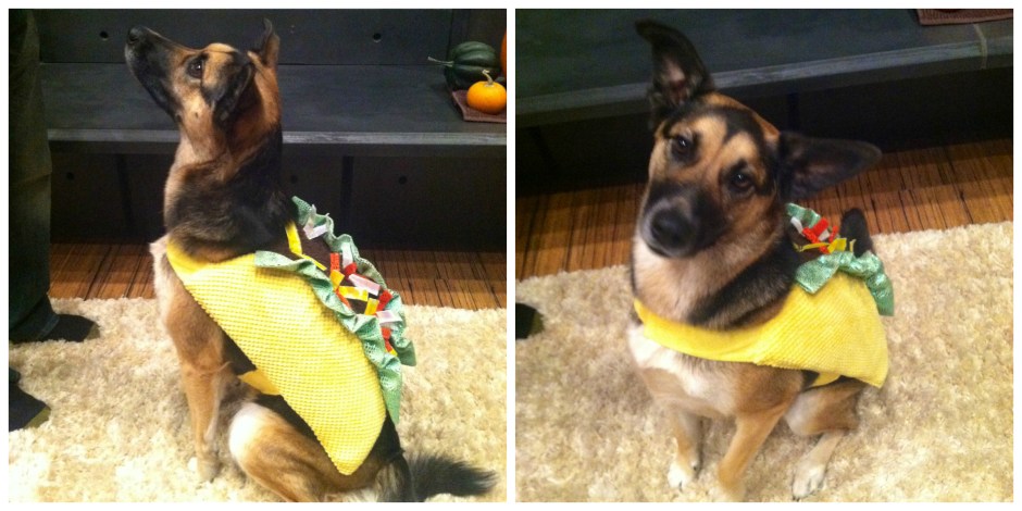 CholulahalloweenCollage